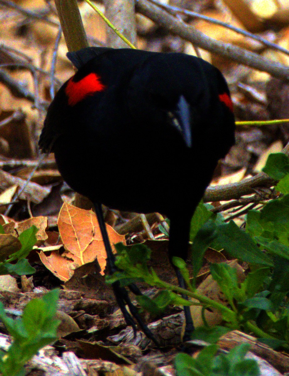 Red-winged Blackbird - ML617988104