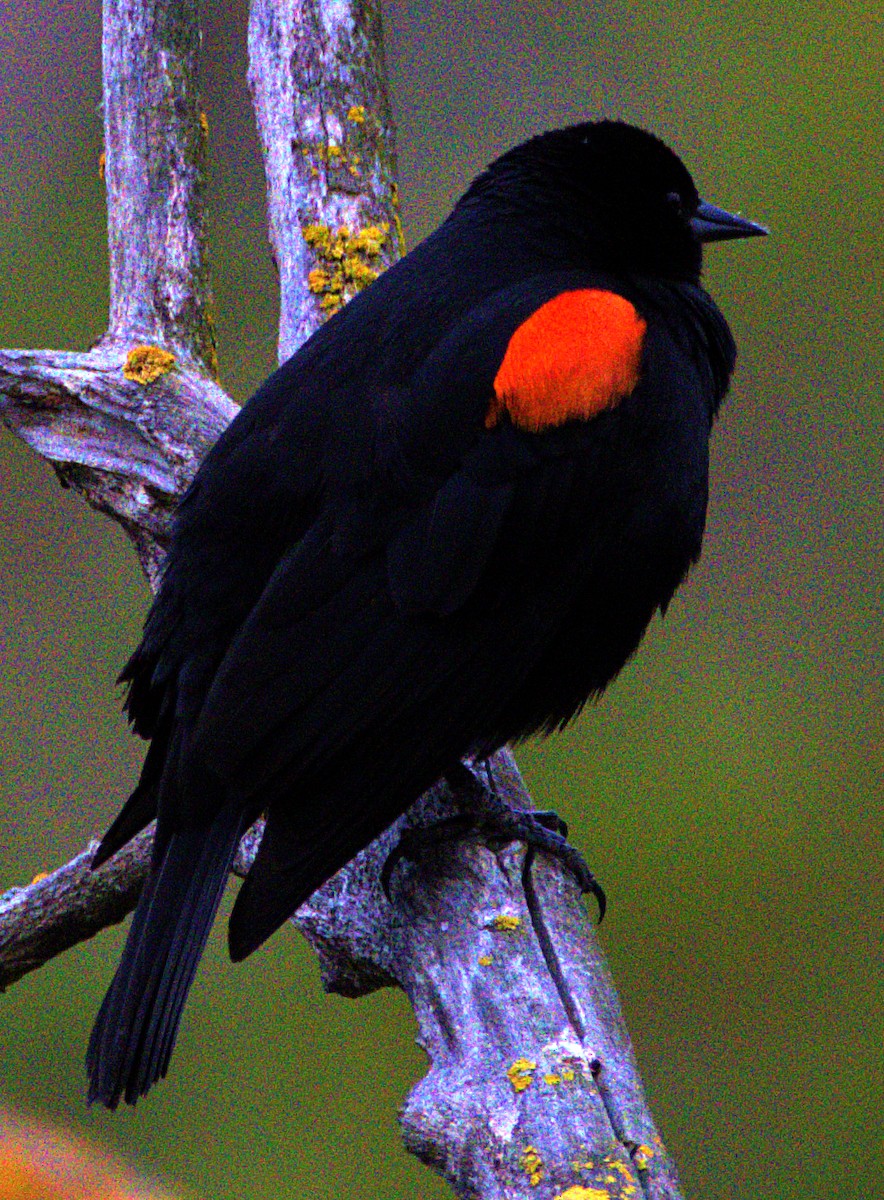 Red-winged Blackbird - ML617988105