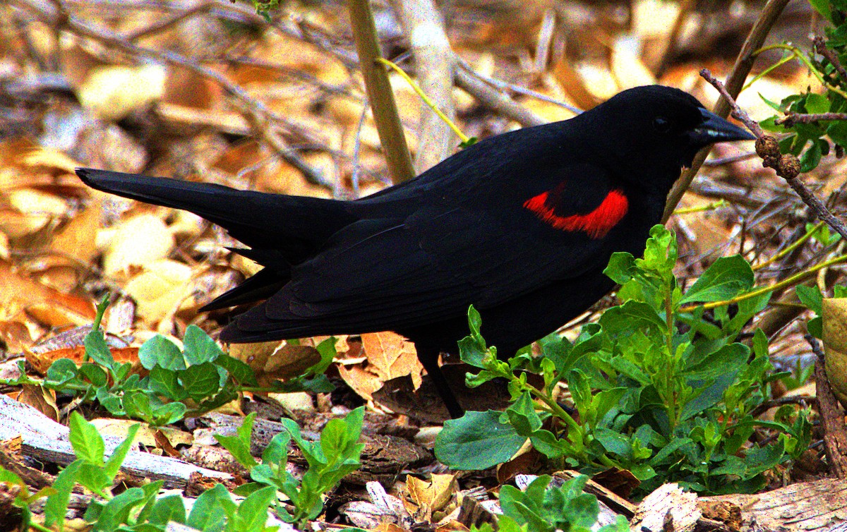 Red-winged Blackbird - Andrew Melnick