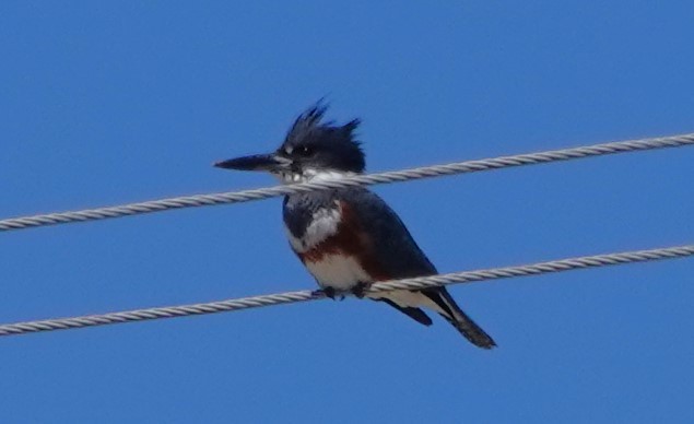 Belted Kingfisher - Peter Blancher