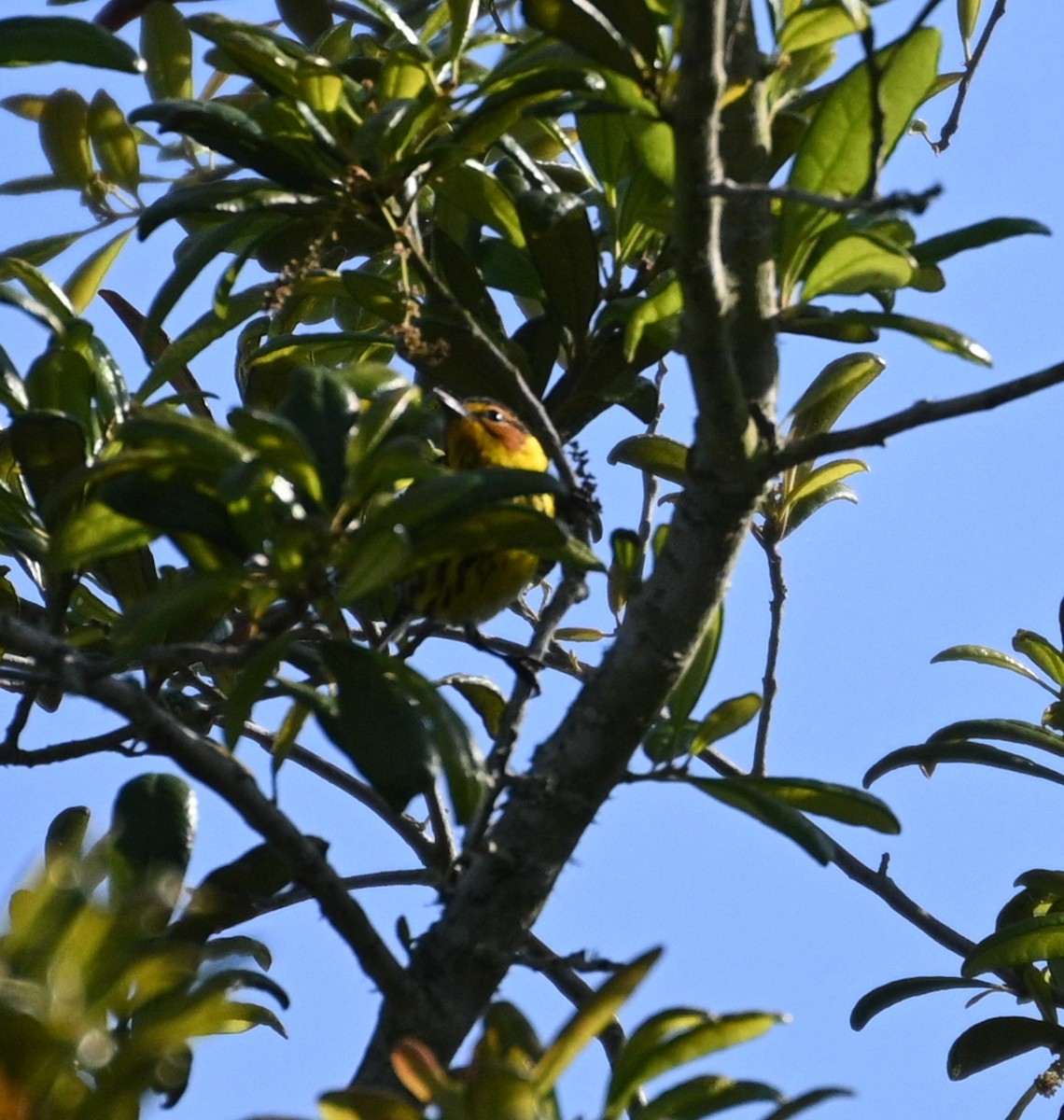 Cape May Warbler - Jim McDaniel
