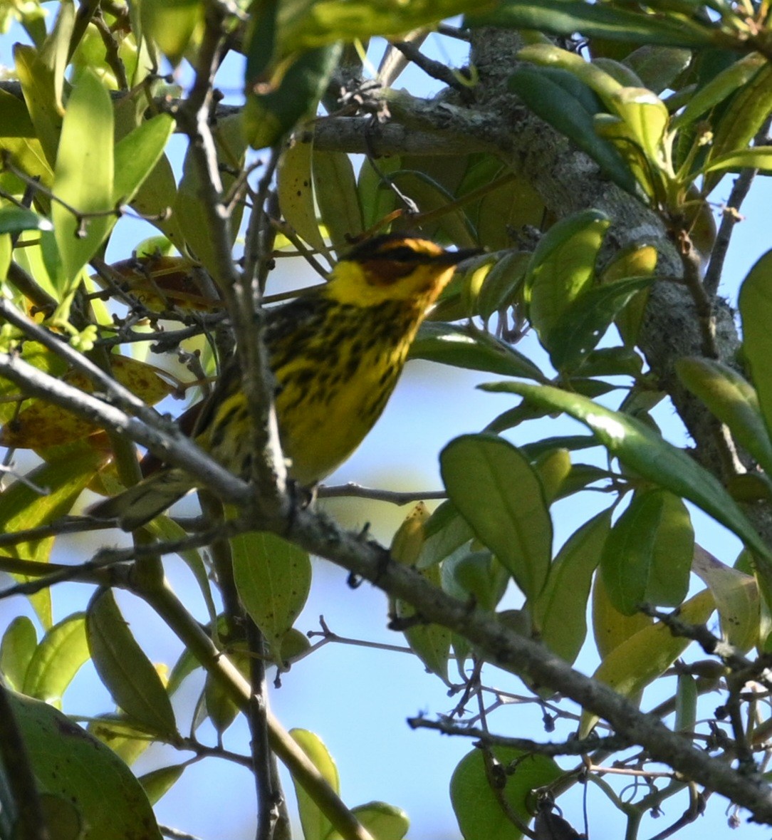 Cape May Warbler - ML617988180