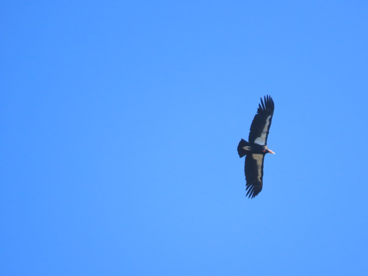 California Condor - ML617988207