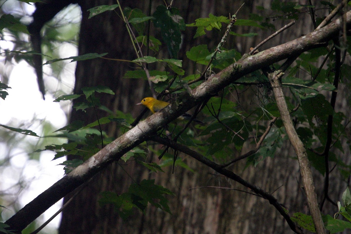 Prothonotary Warbler - William Clark