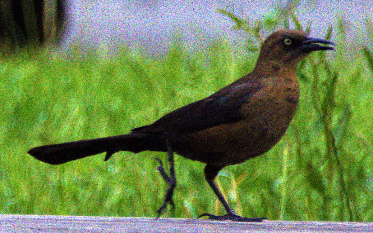 Great-tailed Grackle - ML617988287