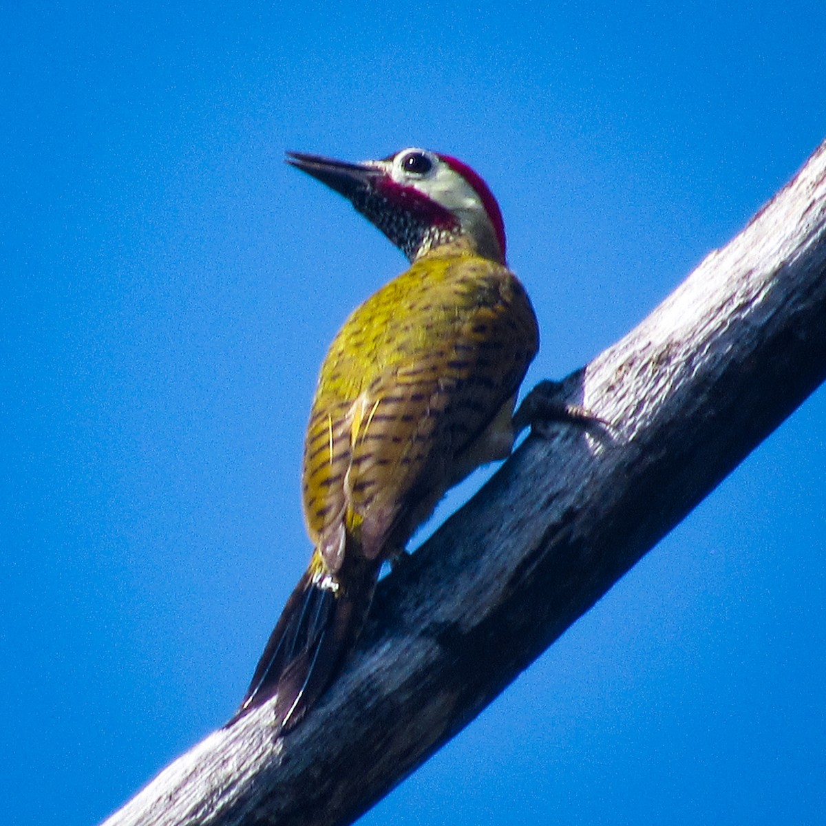 Spot-breasted Woodpecker - ML617988293