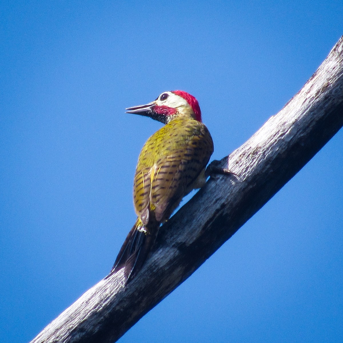 Spot-breasted Woodpecker - ML617988298