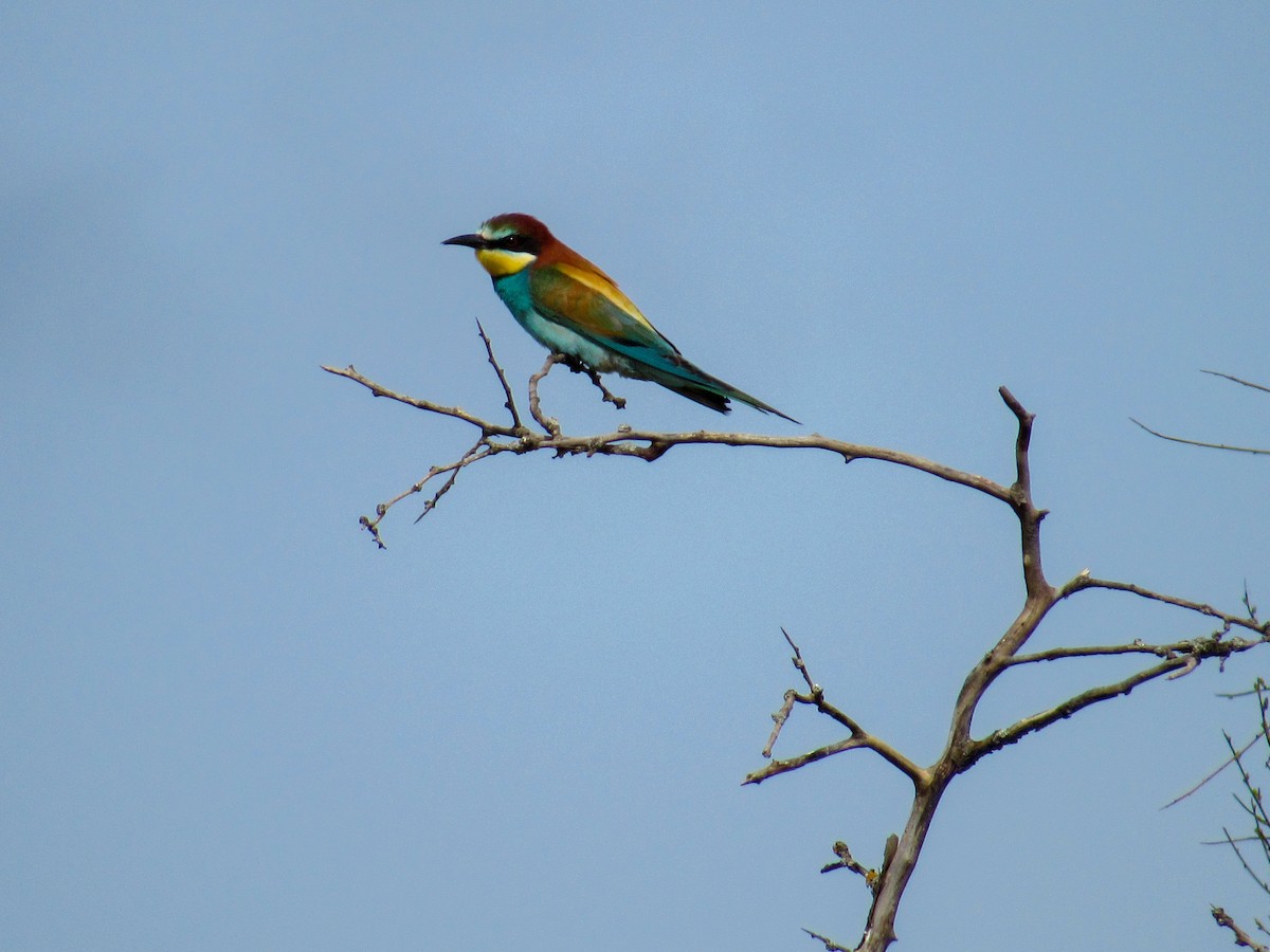 European Bee-eater - ML617988354