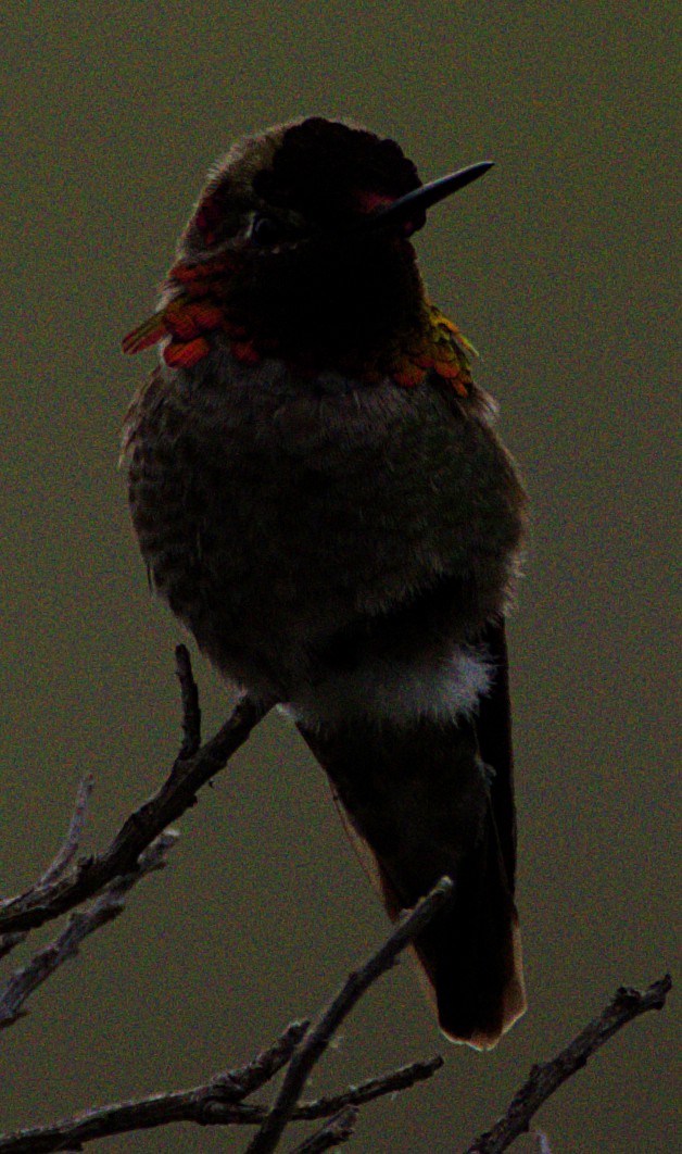 Anna's Hummingbird - ML617988369