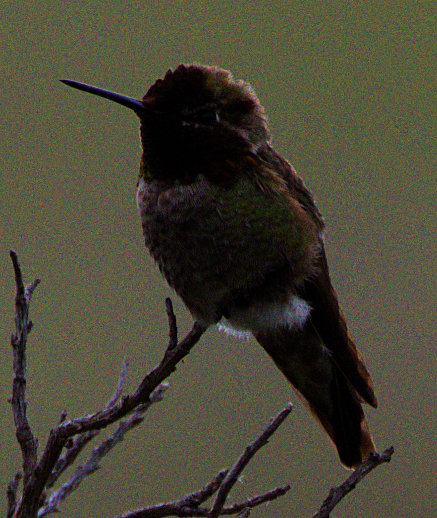 Anna's Hummingbird - ML617988371