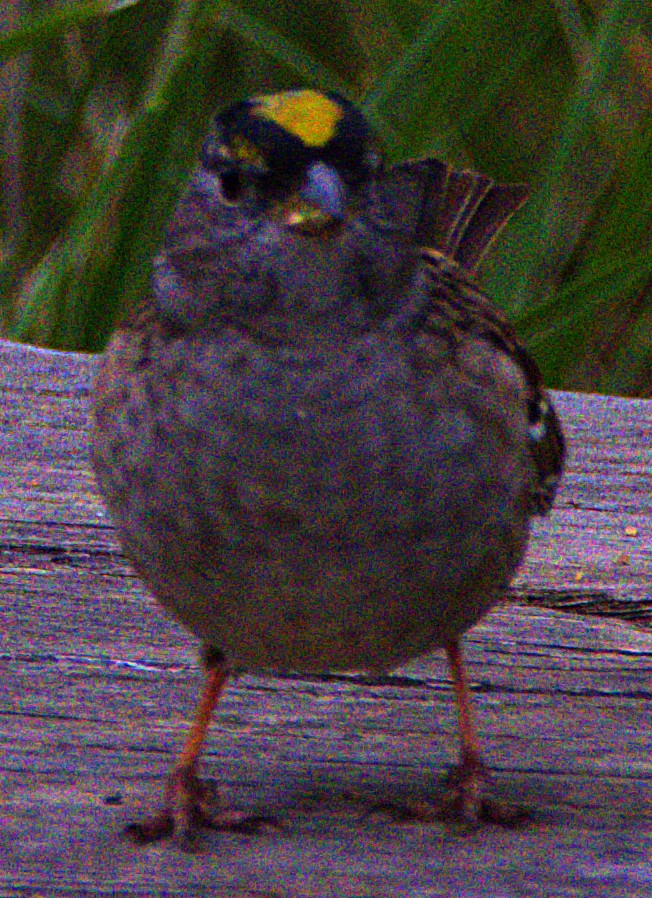 Golden-crowned Sparrow - Andrew Melnick