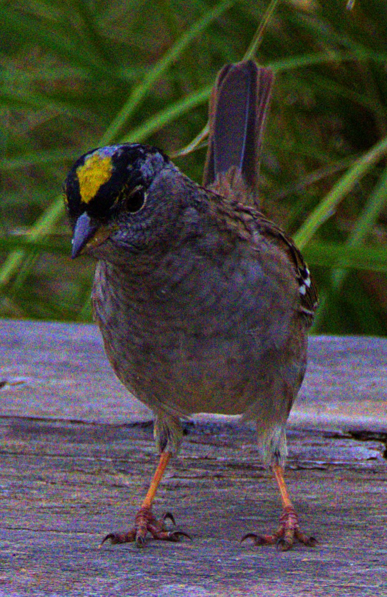 Golden-crowned Sparrow - ML617988401