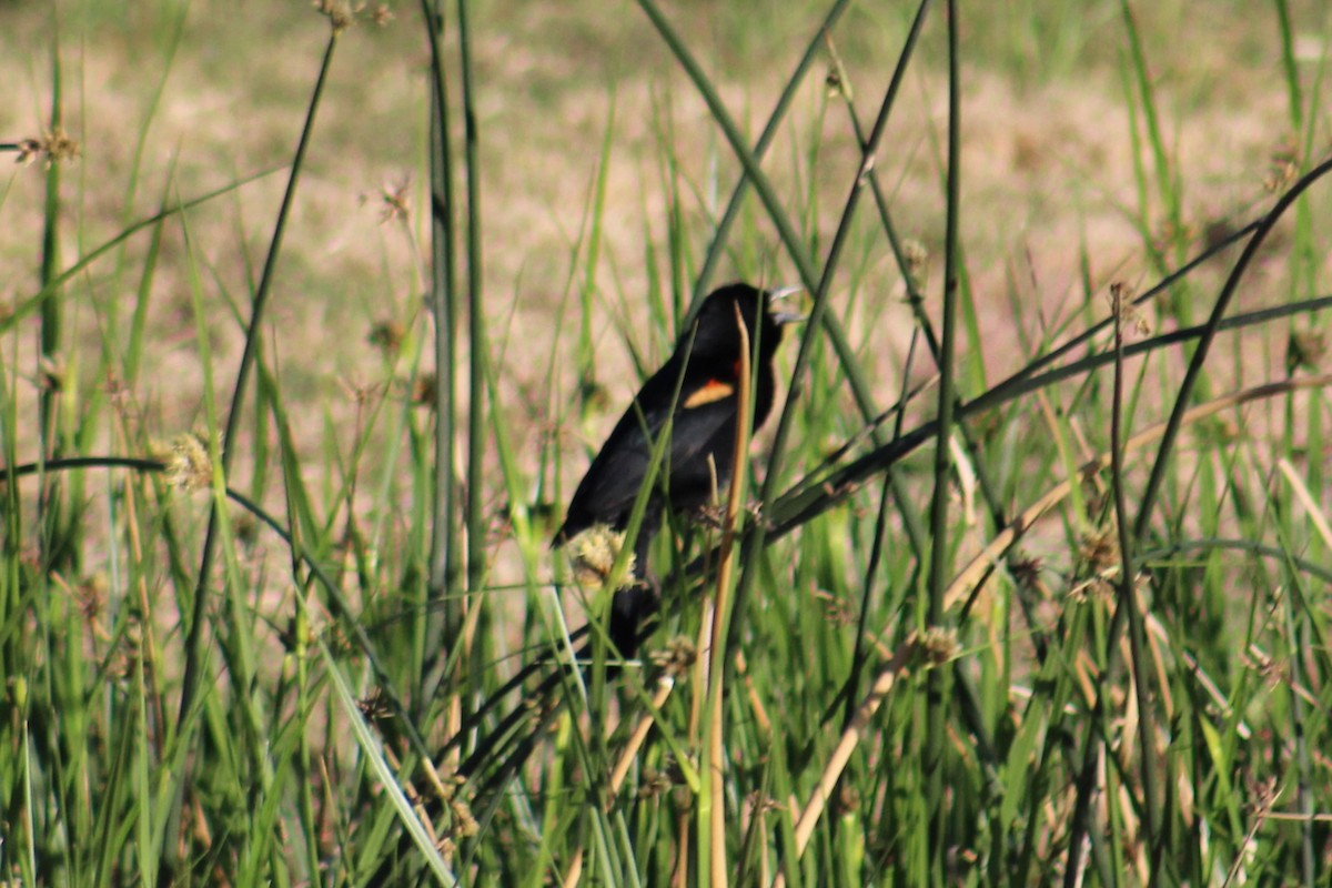 Red-winged Blackbird (Red-winged) - ML617988402