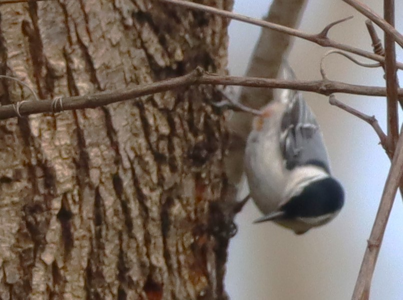 White-breasted Nuthatch - ML617988420