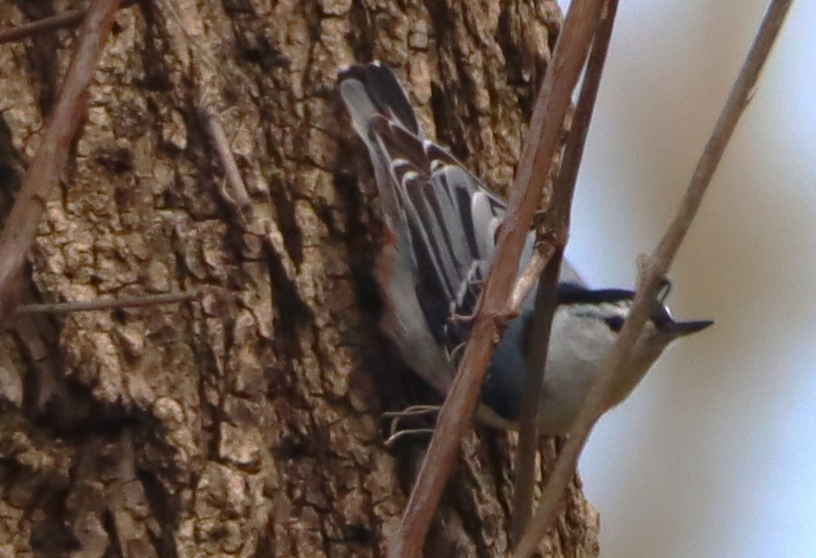 White-breasted Nuthatch - ML617988421