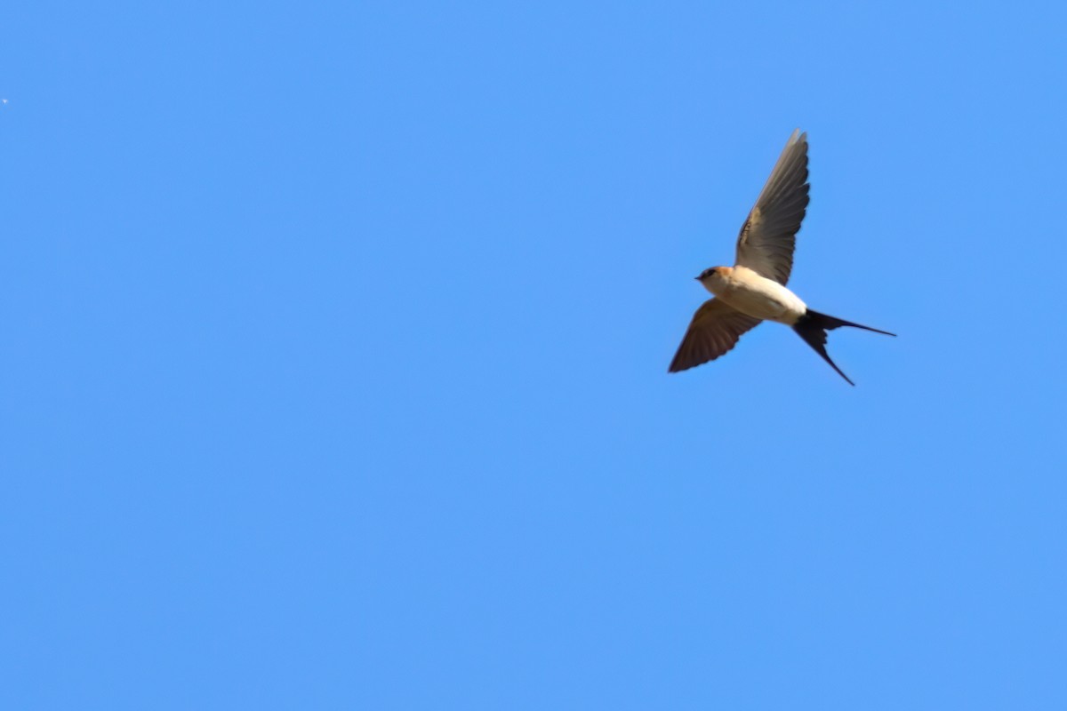 Red-rumped Swallow - ML617988464