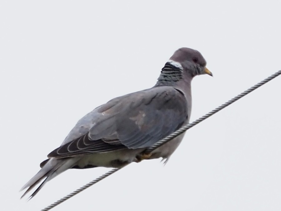 Band-tailed Pigeon - ML617988475