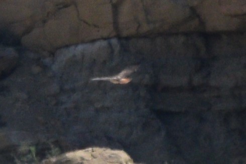 Red-tailed Hawk (calurus/alascensis) - ML617988482