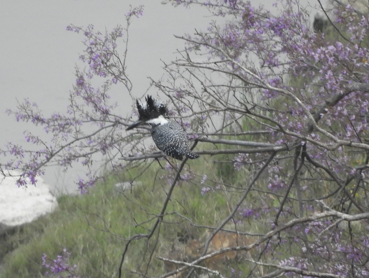 Crested Kingfisher - ML617988528