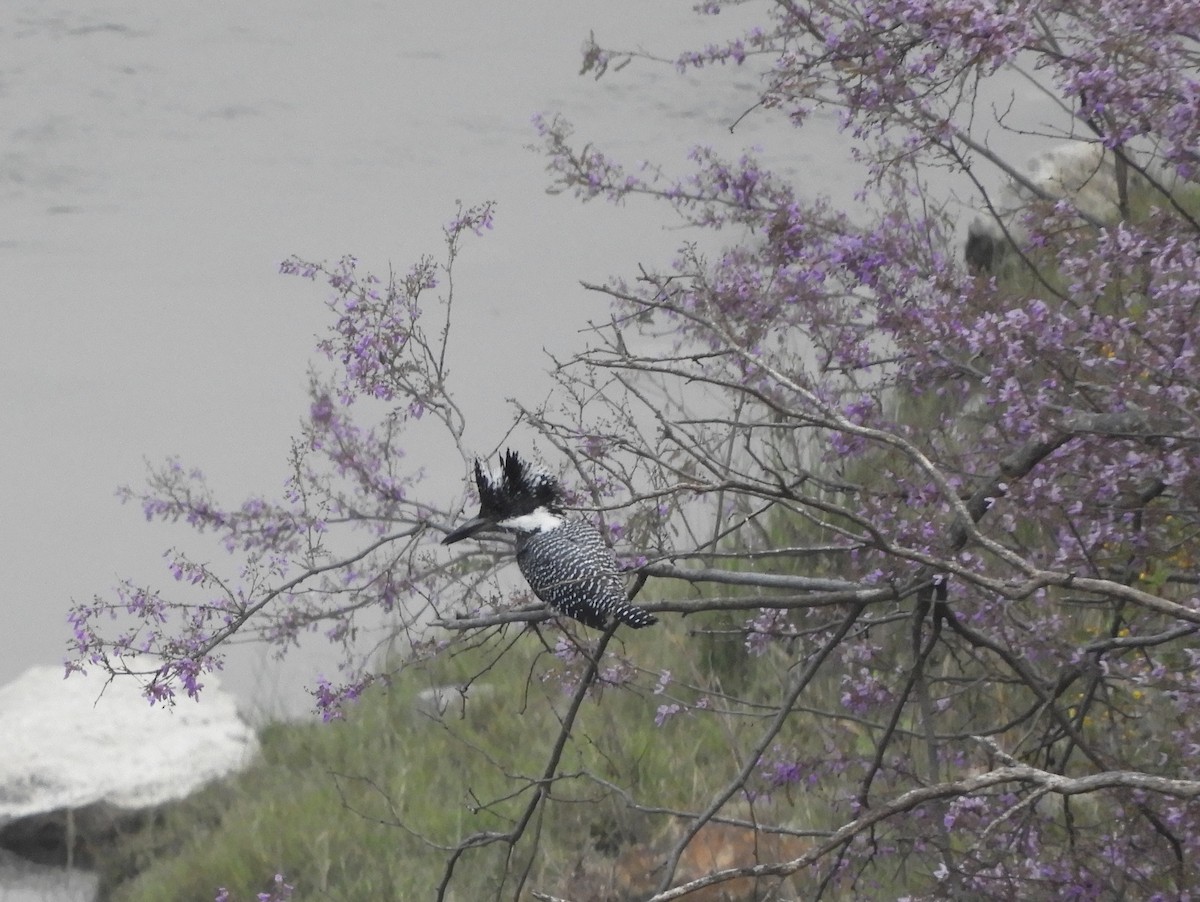 Crested Kingfisher - ML617988529