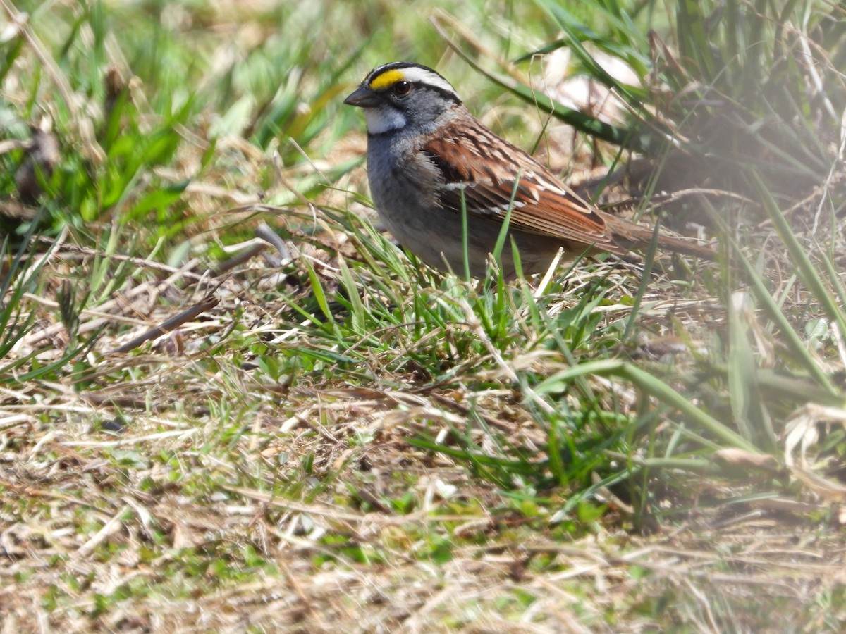 White-throated Sparrow - ML617988530