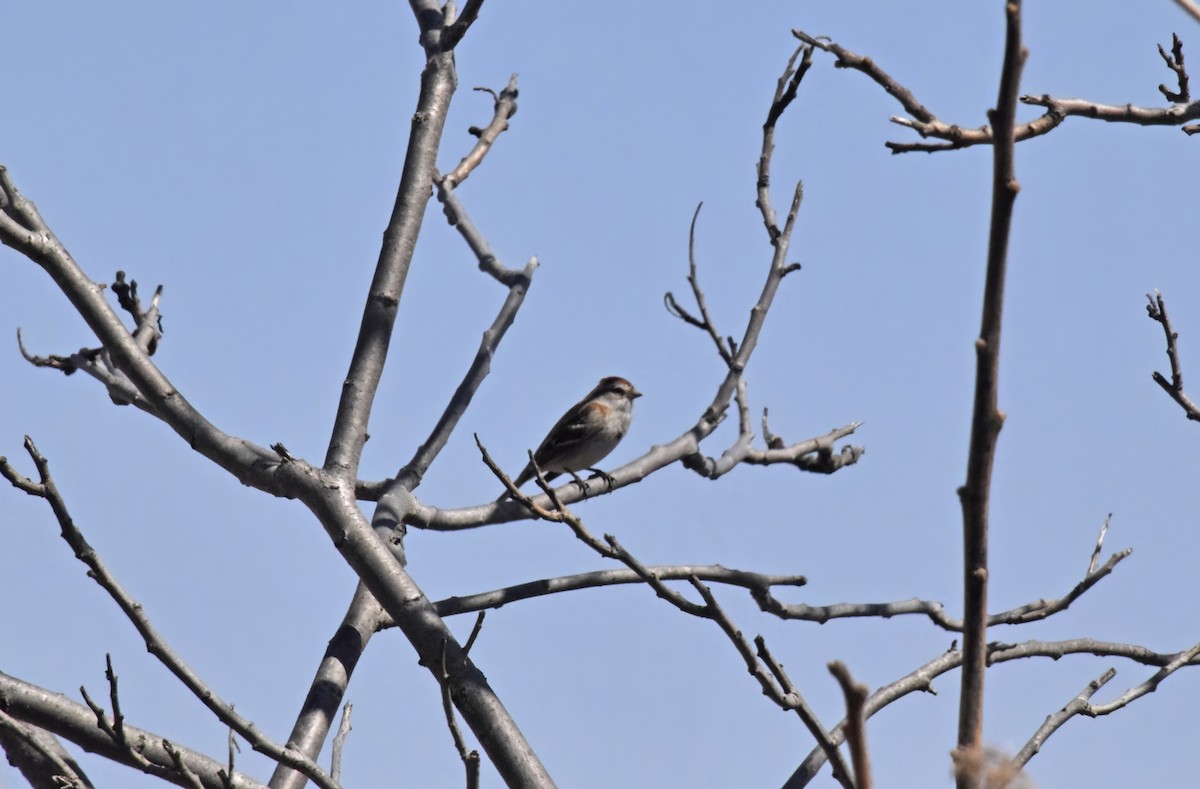 American Tree Sparrow - ML617988622