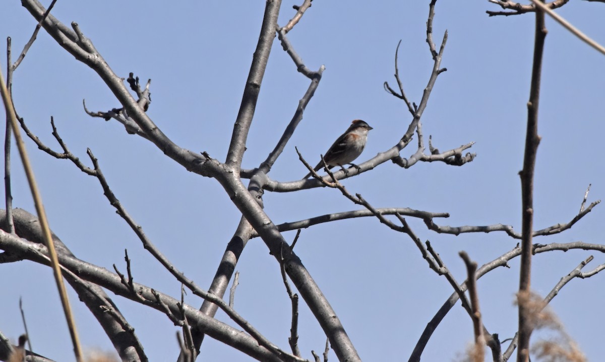 American Tree Sparrow - ML617988623