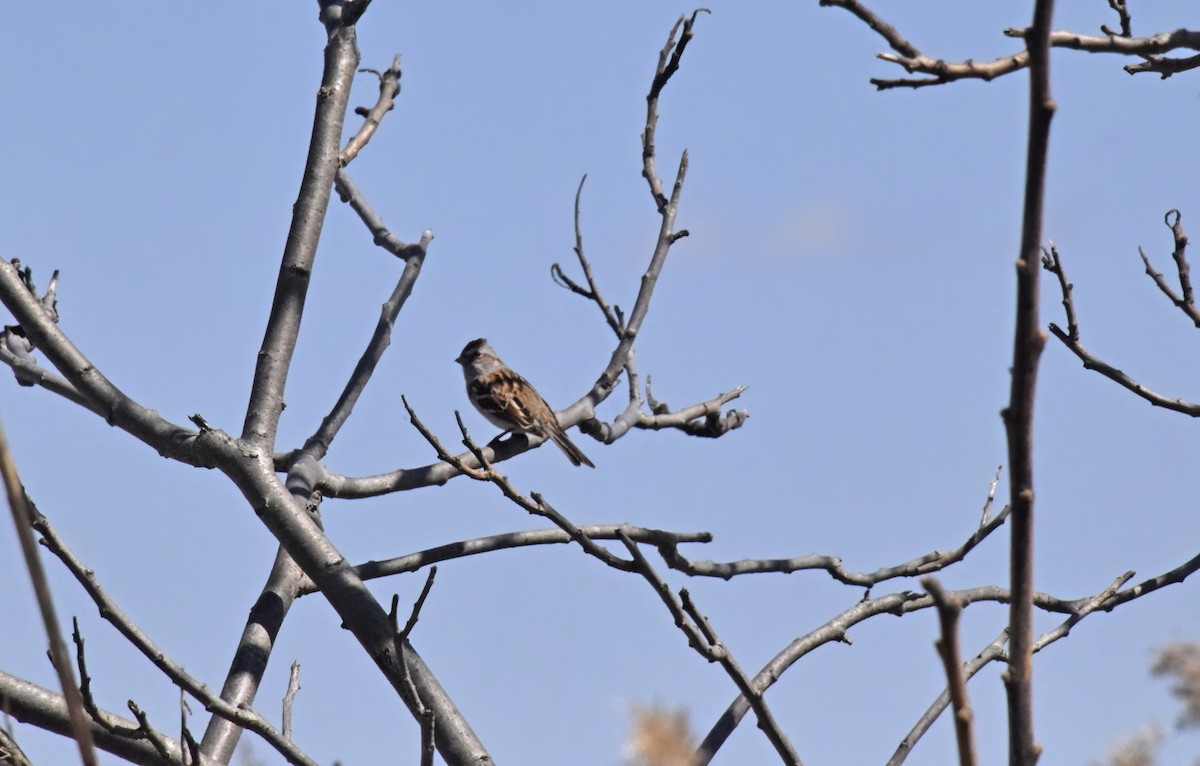 American Tree Sparrow - Robert Allie