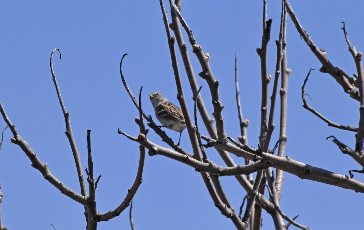 American Tree Sparrow - ML617988626