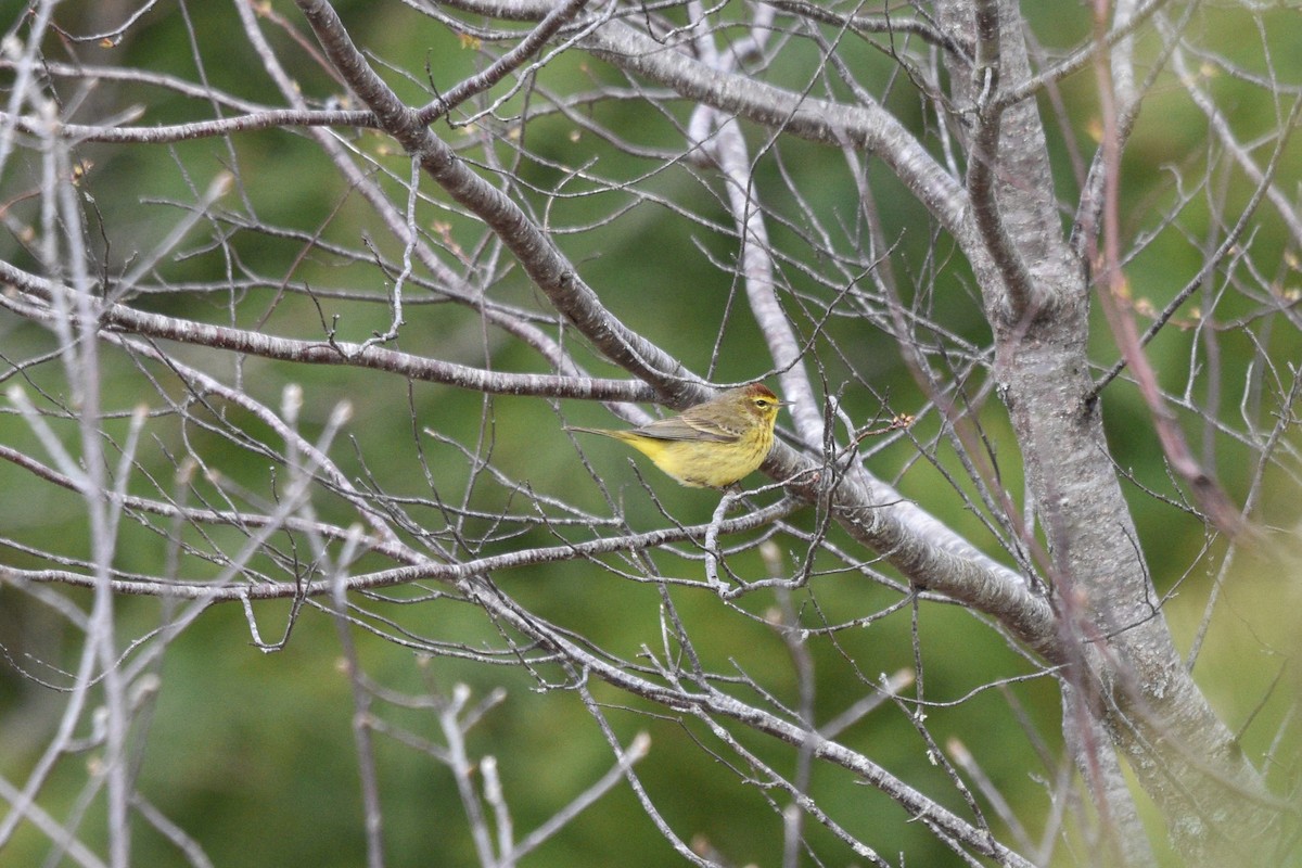 Palm Warbler (Yellow) - ML617988642