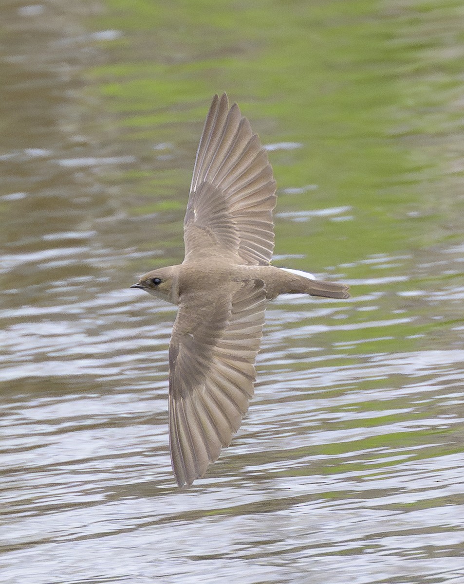 Northern Rough-winged Swallow - ML617988671