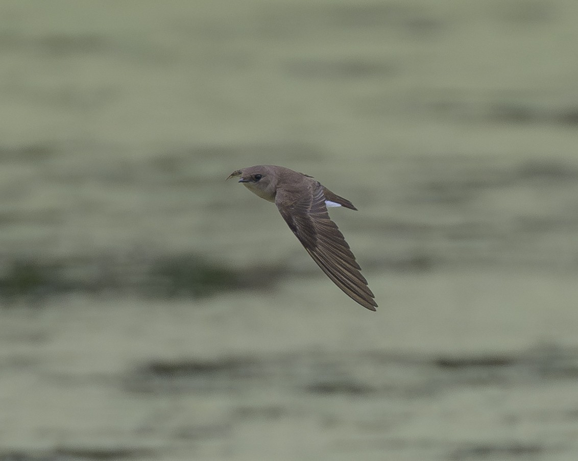 Northern Rough-winged Swallow - ML617988675