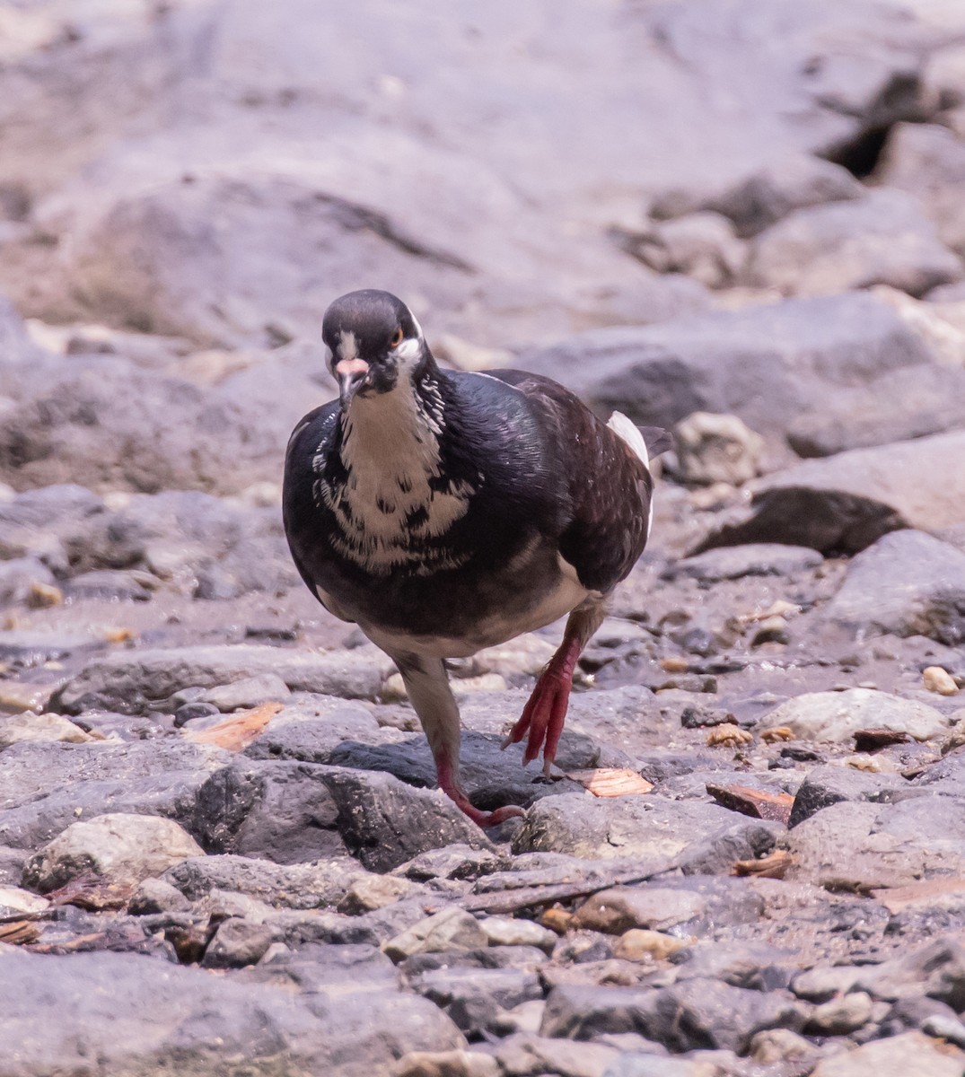 Rock Pigeon (Feral Pigeon) - David Hoar