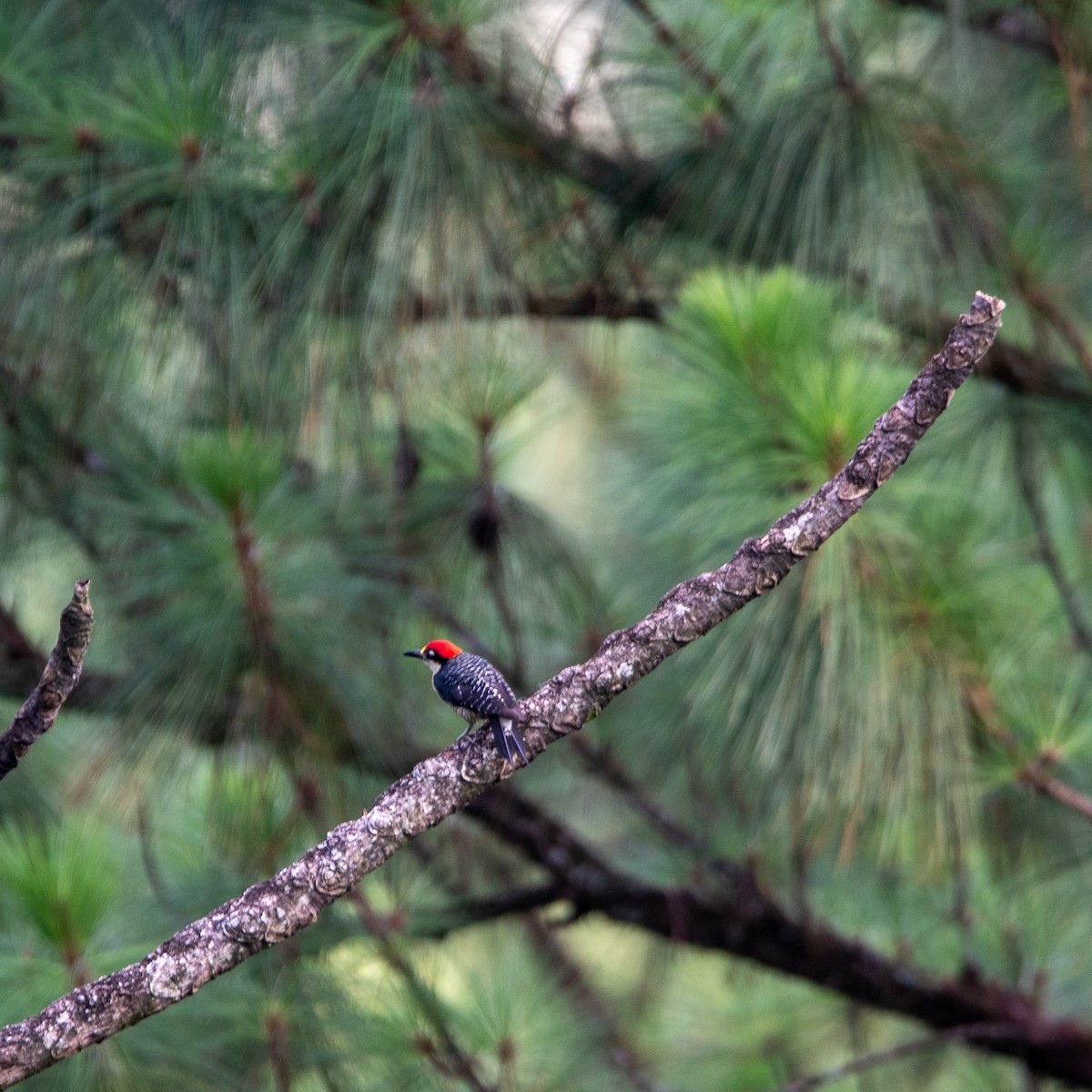Black-cheeked Woodpecker - Chris Camarote