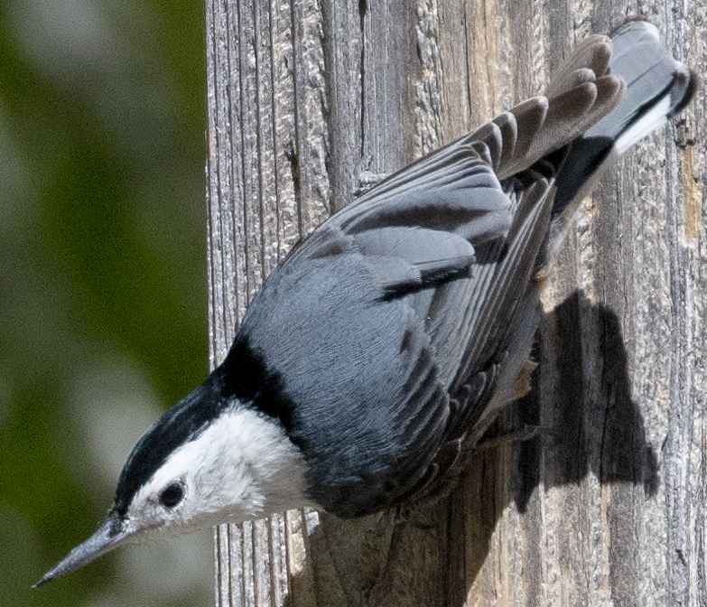 White-breasted Nuthatch - ML617988696