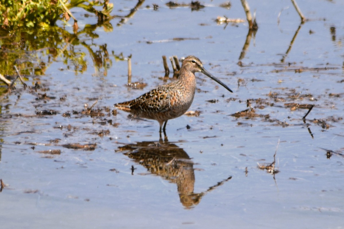 Long-billed Dowitcher - ML617988707