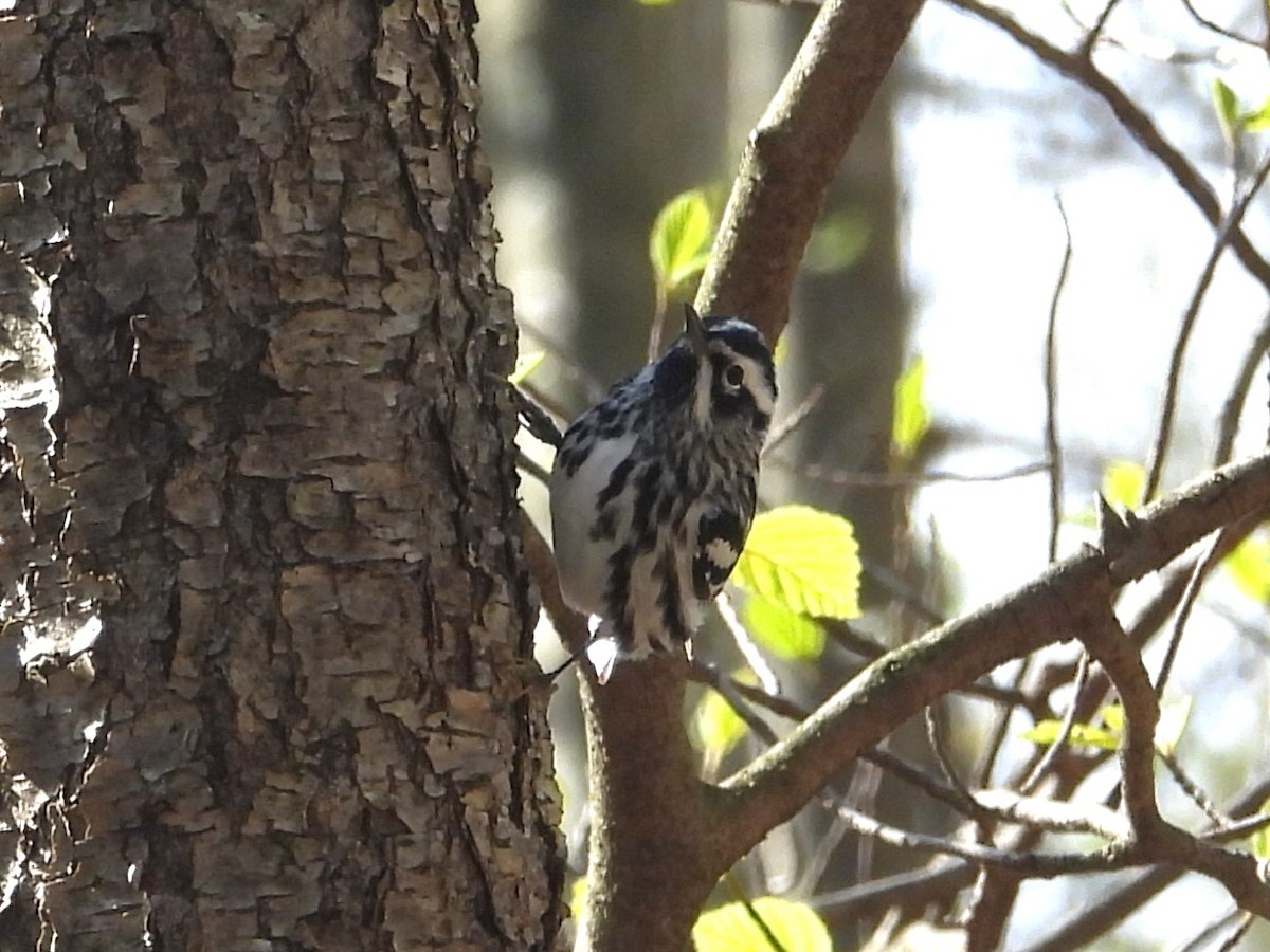 Black-and-white Warbler - ML617988709