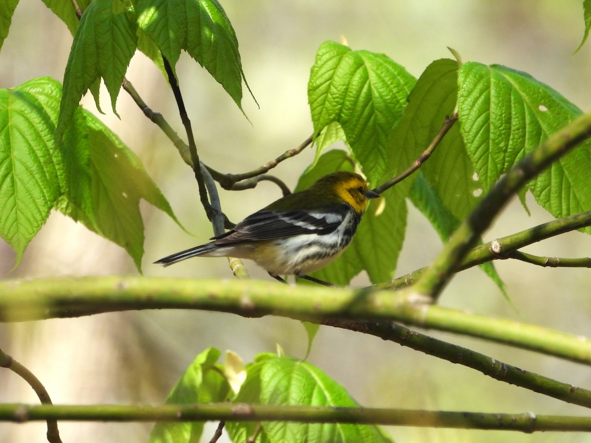 Black-throated Green Warbler - Bill Blauvelt