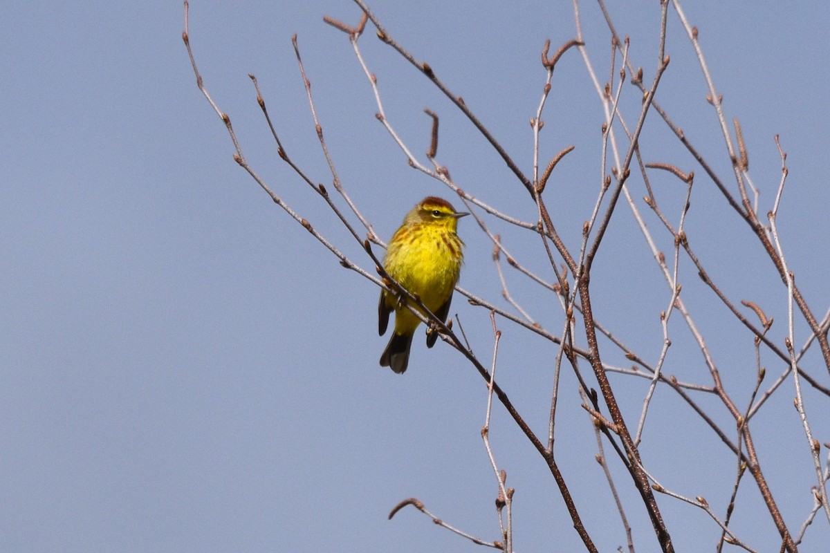 Palm Warbler (Yellow) - Devin Johnstone