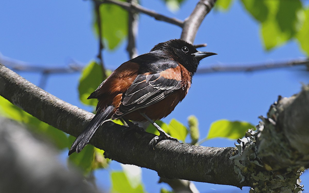 Orchard Oriole - ML617988731