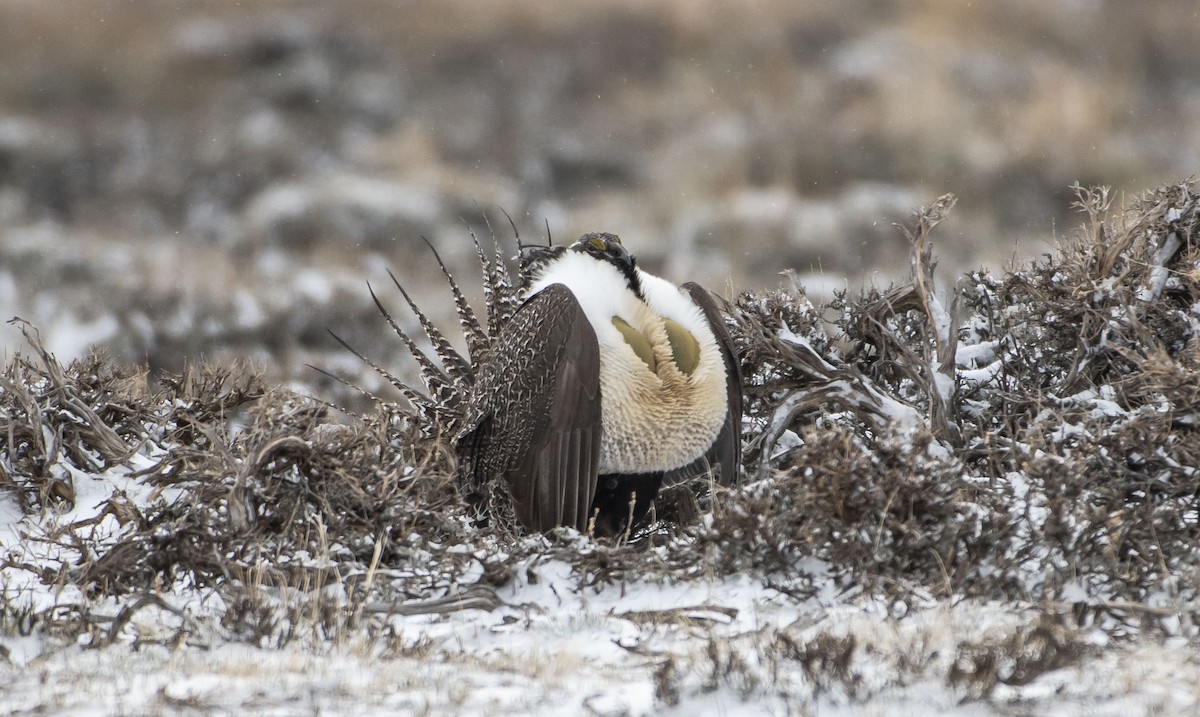 Greater Sage-Grouse - ML617988772
