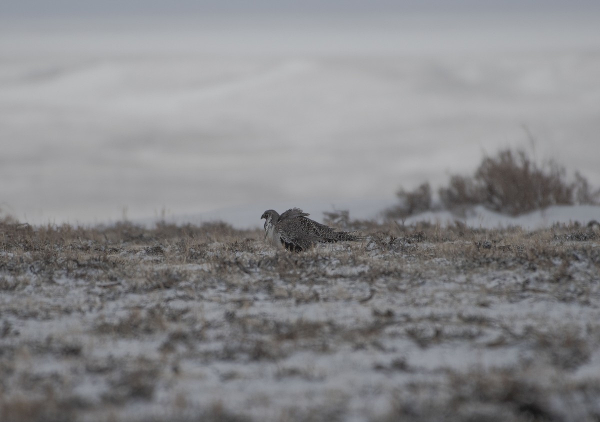 Greater Sage-Grouse - ML617988774