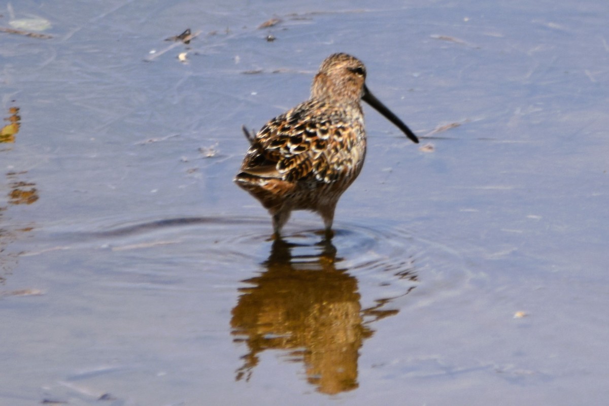 Long-billed Dowitcher - ML617988780