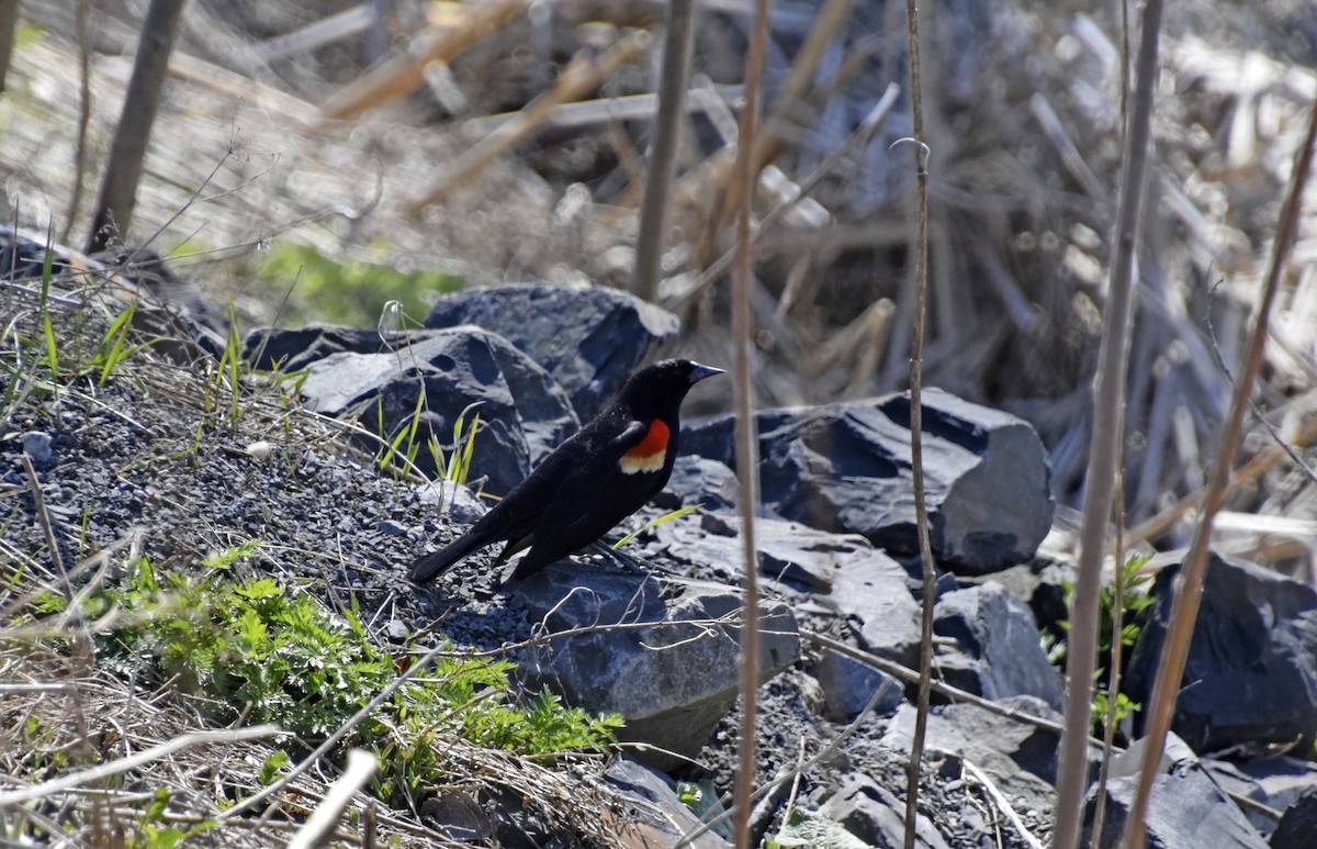 Red-winged Blackbird - Robert Allie