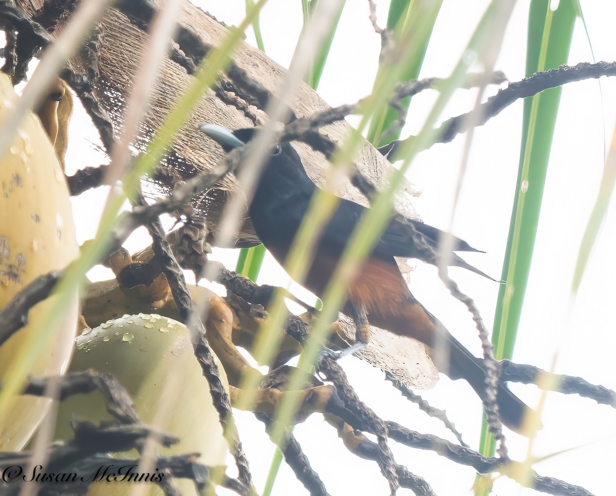 Monarque à ventre marron (megarhynchus) - ML617988817