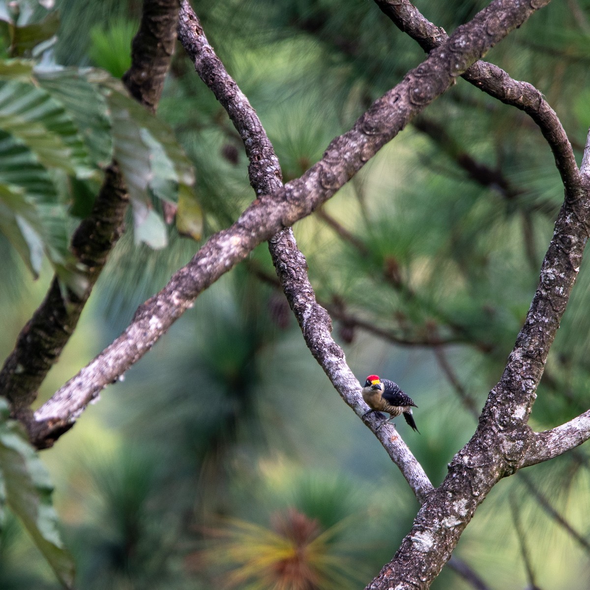 Black-cheeked Woodpecker - Chris Camarote