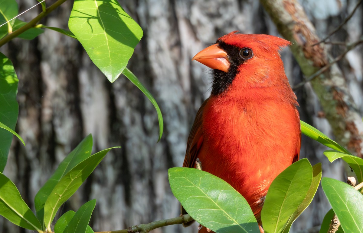 Northern Cardinal (Common) - Adi Rao