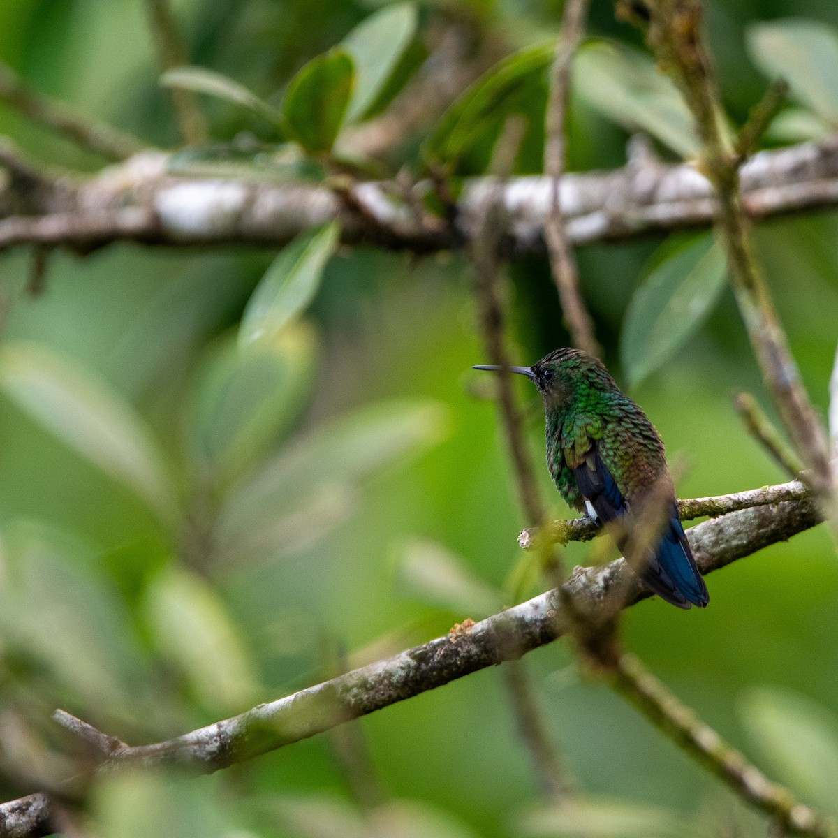 Blue-vented Hummingbird - Chris Camarote