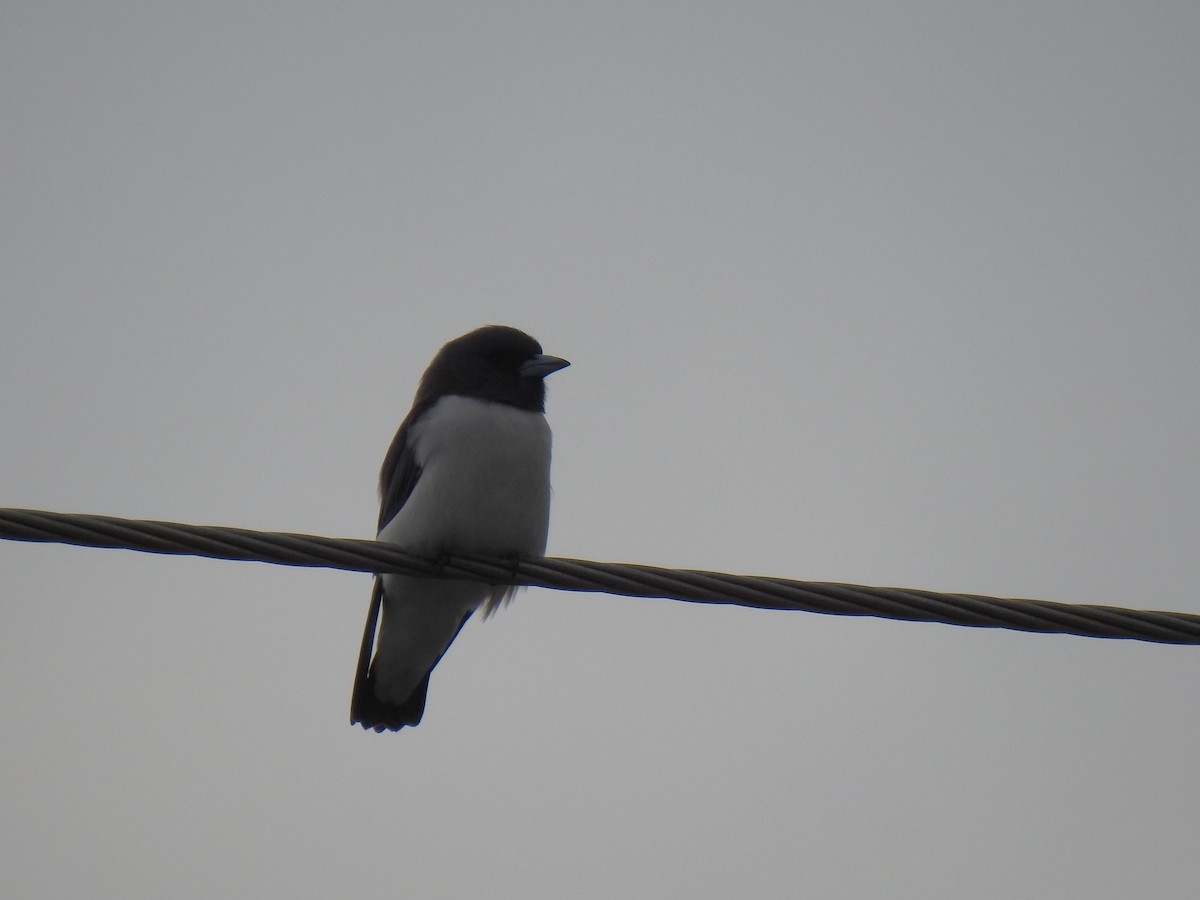White-breasted Woodswallow - ML617988867