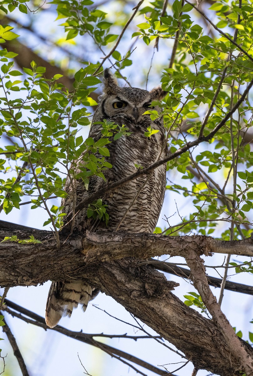 Great Horned Owl - Jonelle Balais